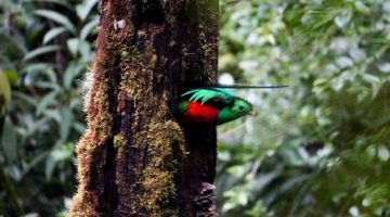Der Quetzal ist ein selten schöner Vogel mit grün- und scharlachrotem Gefieder